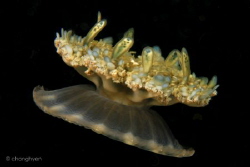 Upside down jelly fish that looks like a blooming flower.... by Chonghyen Lim 
